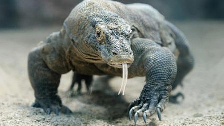Komodo Dragon Komodo dragons are the biggest and heaviest lizards on Earth