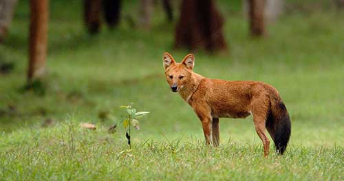 Dhole-Asiatic-wild-Dog Dhole Asiatic wild Dog