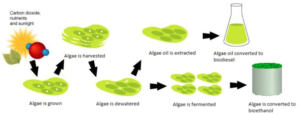 शैवाल जैव ईंधन (Algal Biofuels)