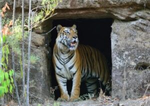बांधवगढ़ टाइगर रिजर्व में बौद्ध गुफाएं (Buddhist Caves in Bandhavgarh Tiger Reserve)